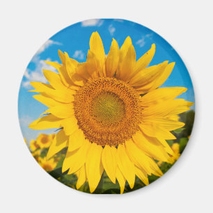 Sunflower Magnet
