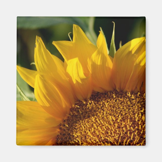 Sunflower Magnet (Front)