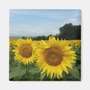 Sunflower Magnet