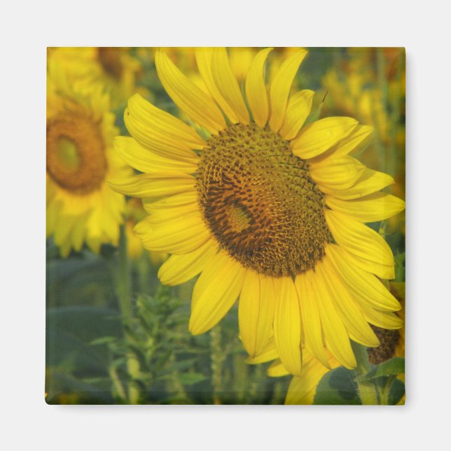 Sunflower Magnet (Front)