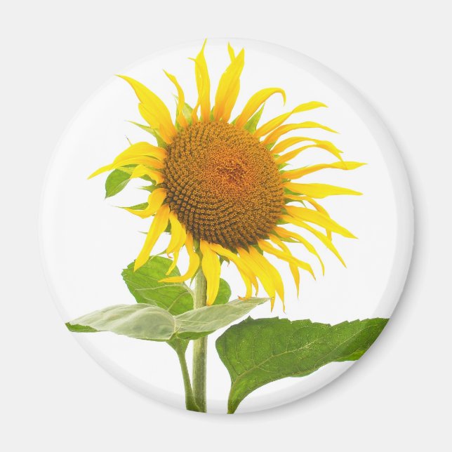 Sunflower Magnet (Front)