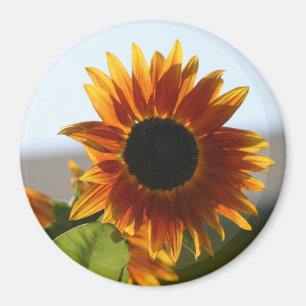 Sunflower Magnet