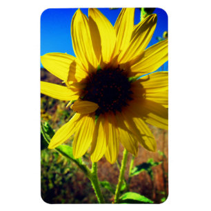 Sunflower Magnet
