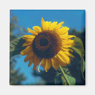 Sunflower Magnet