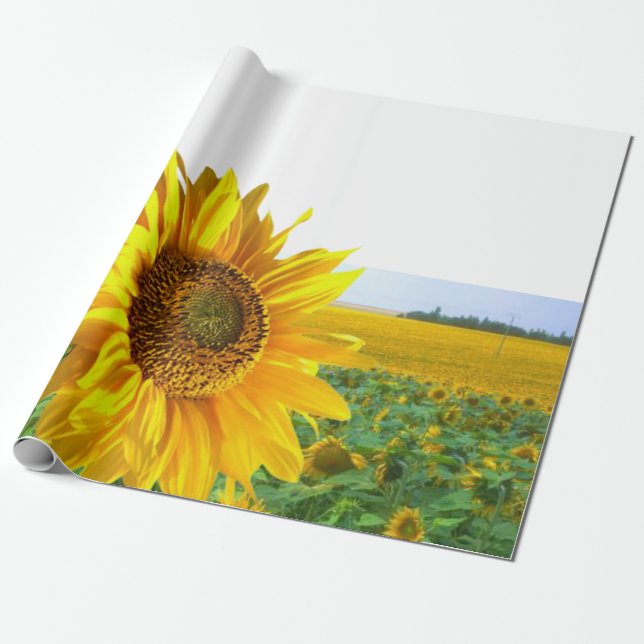 Sunflower Matte Wrapping Paper (Unrolled)