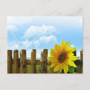 Sunflower Nature Beauty Postcard