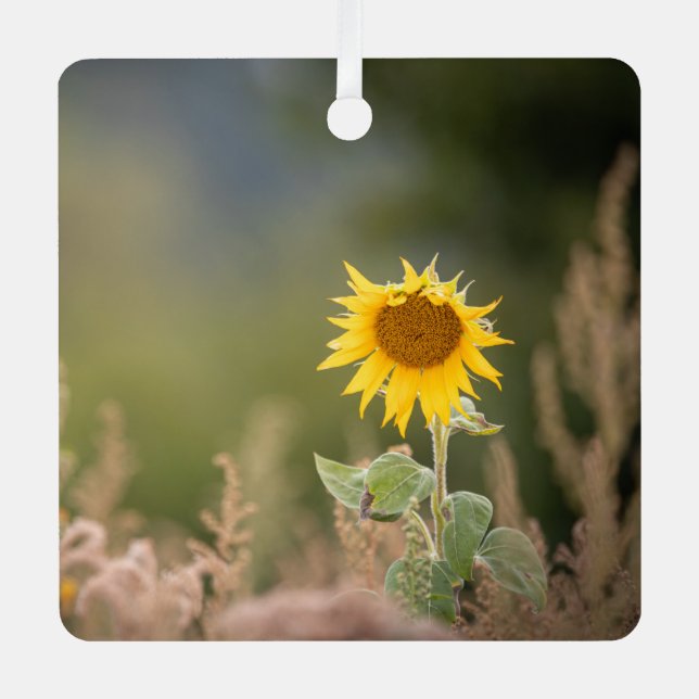 Sunflower Nature Photo Metal Ornament (Front)