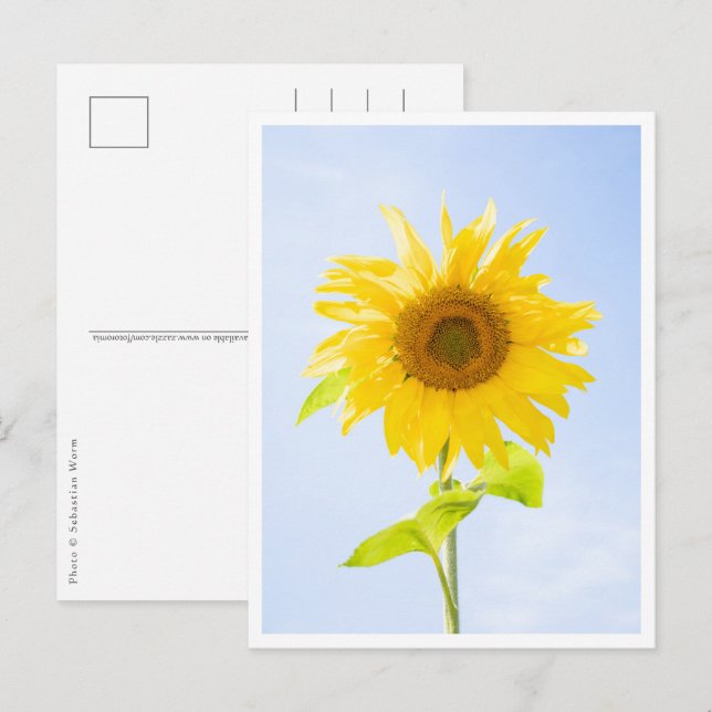 Sunflower Nature Photo Postcard (Front/Back)