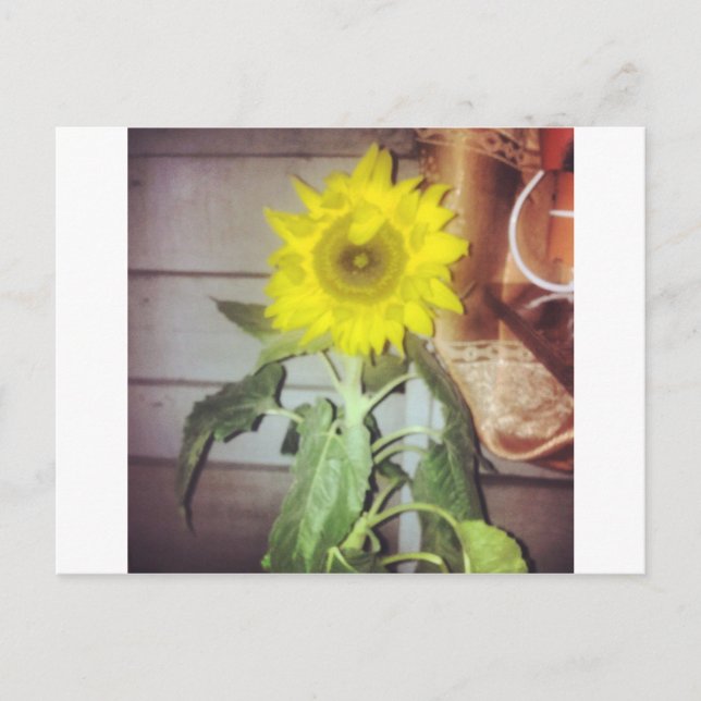 sunflower nine in the afternoon postcard (Front)