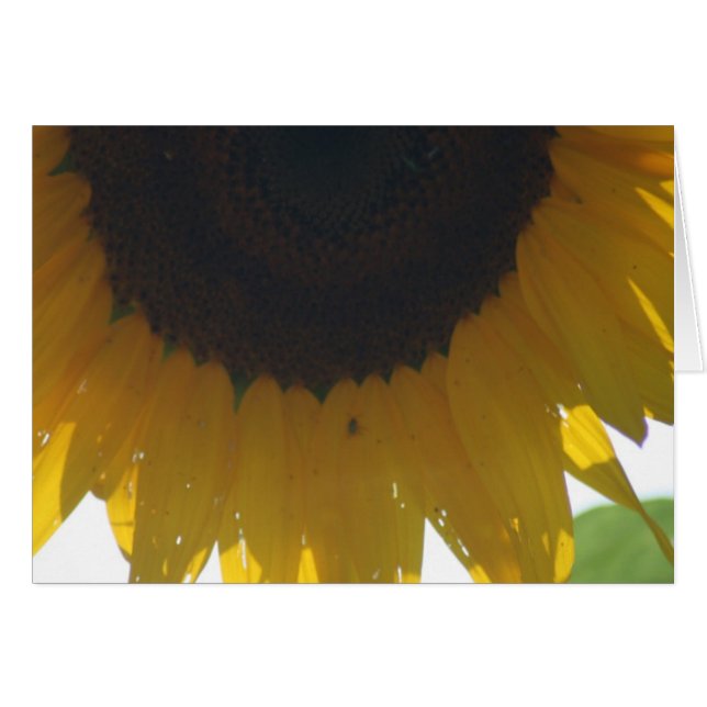 Sunflower Note Cards (Front Horizontal)