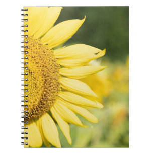 Sunflower notebook