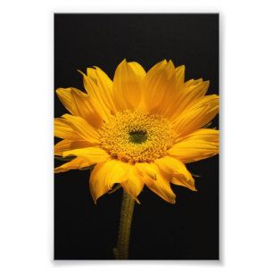 Sunflower on Black - Funny Sunflower Lover Gift Photo Print