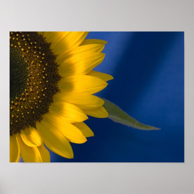 Sunflower on Blue Poster (Front)