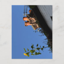 Sunflower on the roof.