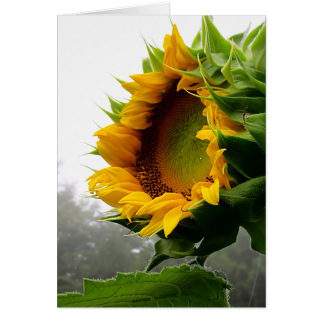 Sunflower Opening (Front)