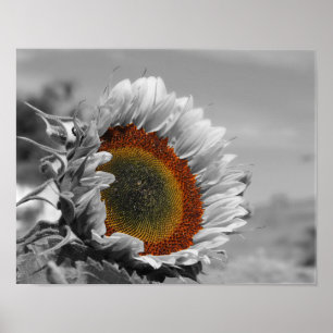 Sunflower Partial Colour Flower Poster