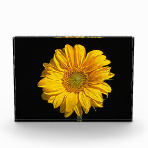 Sunflower pbcnm photo block