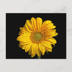 Sunflower pcm postcard