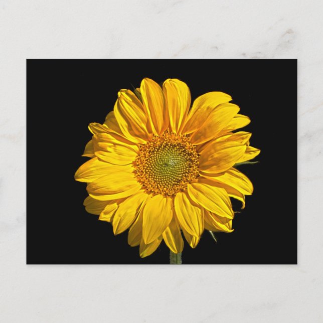 Sunflower pcm postcard (Front)