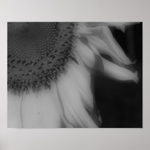 Sunflower Petals Close Up Black White Photo Print