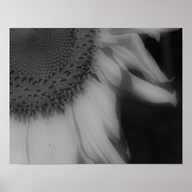 Sunflower Petals Close Up Black White Photo Print (Front)