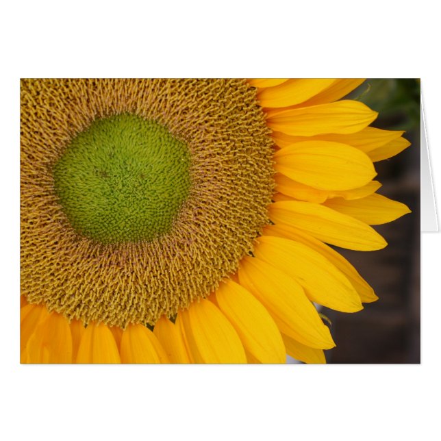 Sunflower Petals Flower Photography Card (Front Horizontal)