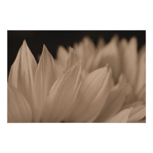 Sunflower Petals in Sepia Tone  Poster