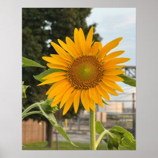 Sunflower Photo Poster 