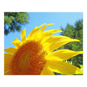 Sunflower Photography fine art prints Floral