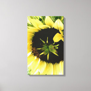 Sunflower Picture Canvas Print