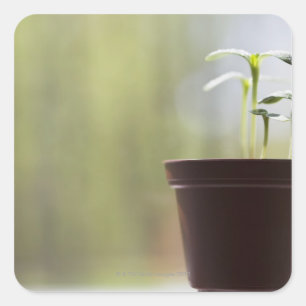 Sunflower plants sprouting in pot square sticker