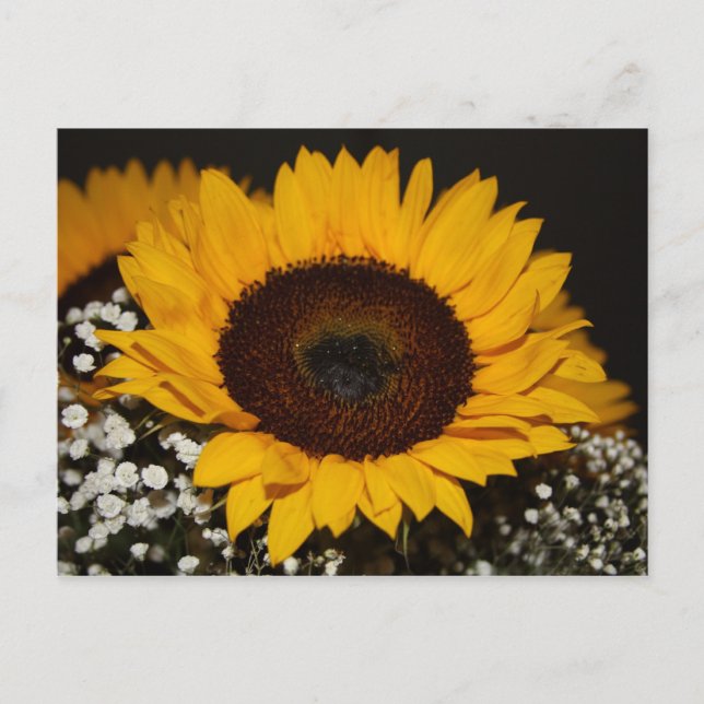 Sunflower Postcard (Front)