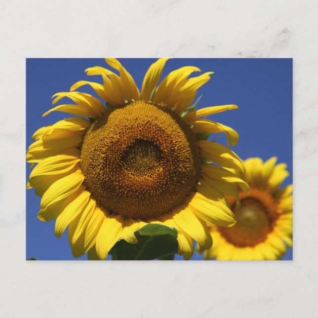 Sunflower Postcard (Front)