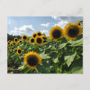 Sunflower Postcard