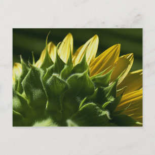 Sunflower Postcard