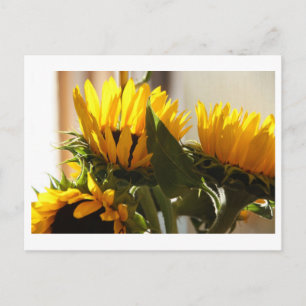 Sunflower Postcard
