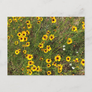 Sunflower Postcard