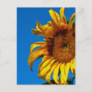 Sunflower - Postcard