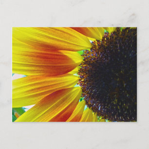 Sunflower Postcard