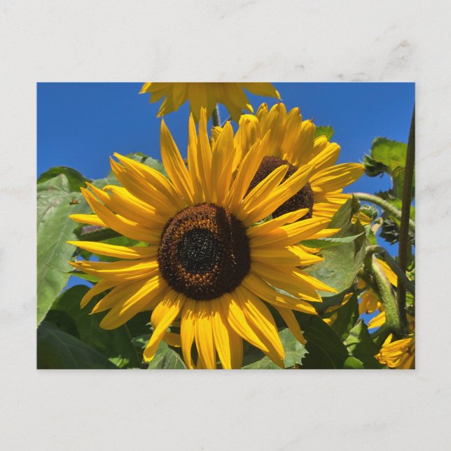 Sunflower Postcard (Front)