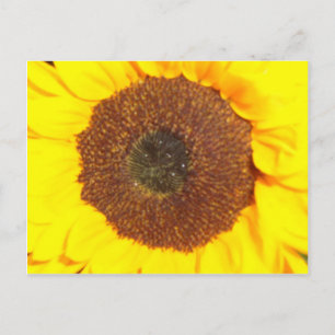 Sunflower Postcard
