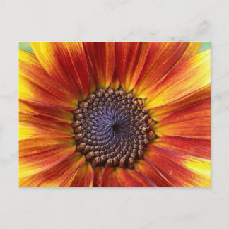 Sunflower Postcard