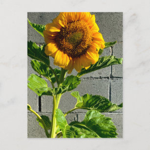 Sunflower Postcard