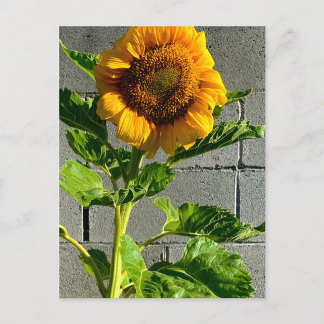 Sunflower Postcard (Front)