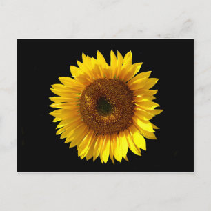 Sunflower Postcard