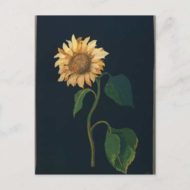 Sunflower Postcard (Front)