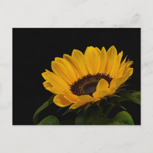 Sunflower Postcard