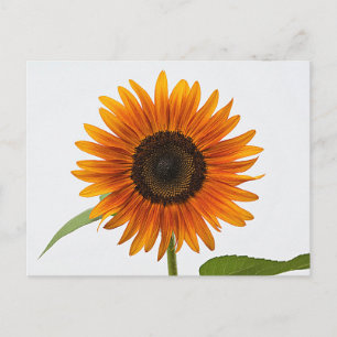 Sunflower Postcard