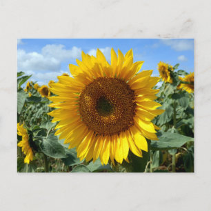 Sunflower Postcard