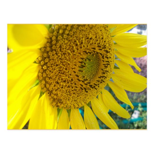 Sunflower Postcard